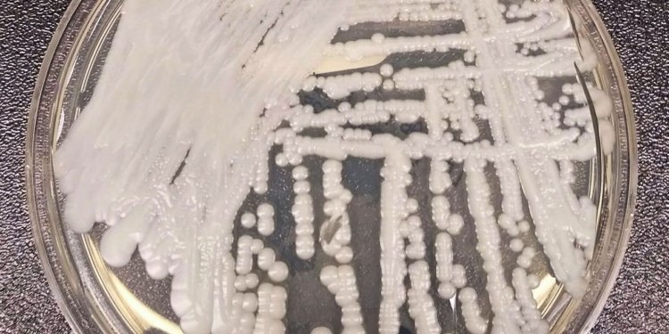 Entenda por que a Candida auris foi apelidada de superfungo