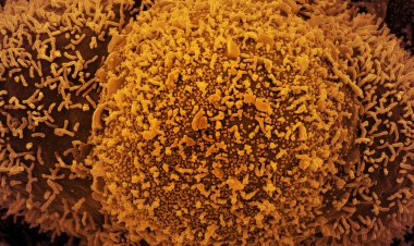 Fiocruz confirma casos da linhagem BA.2 da variante Ômicron