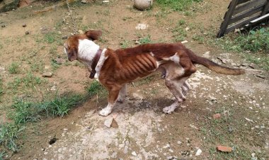 Homem de 39 anos é preso em Miraí por maus tratos a um cachorro