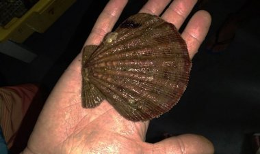 Estudo avalia se substância contida em vieiras pode combater metástase