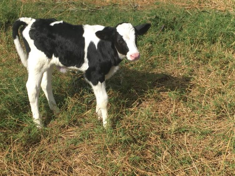Gado furtado na Fazenda Santa Maria é recuperado e dois homens são presos