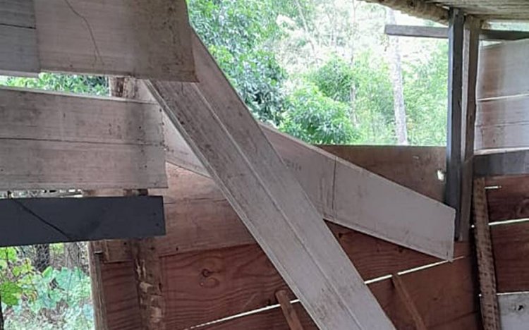 Nova aparição de onça-parda próximo de área urbana em Leopoldina provoca apreensão e prejuízo de morador