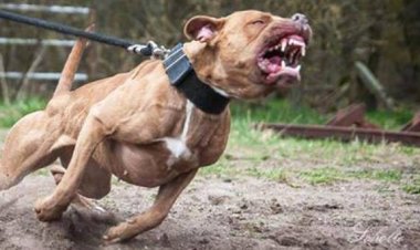 Cão da raça Pit Bull ataca vítima no Bairro Primavera