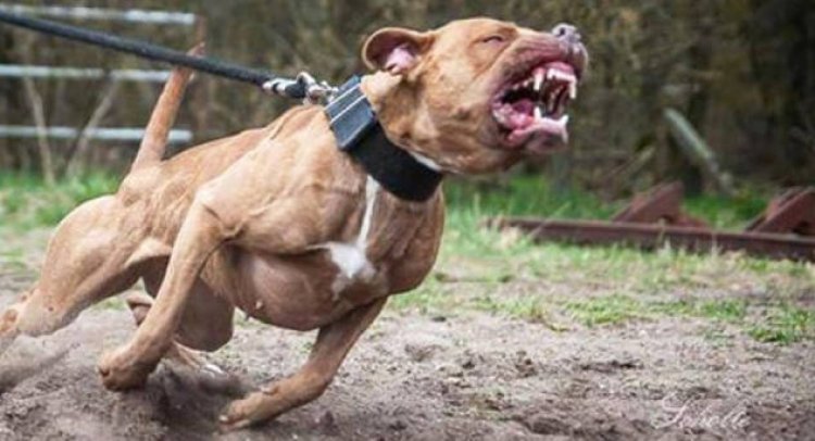 Cão da raça Pit Bull ataca vítima no Bairro Primavera