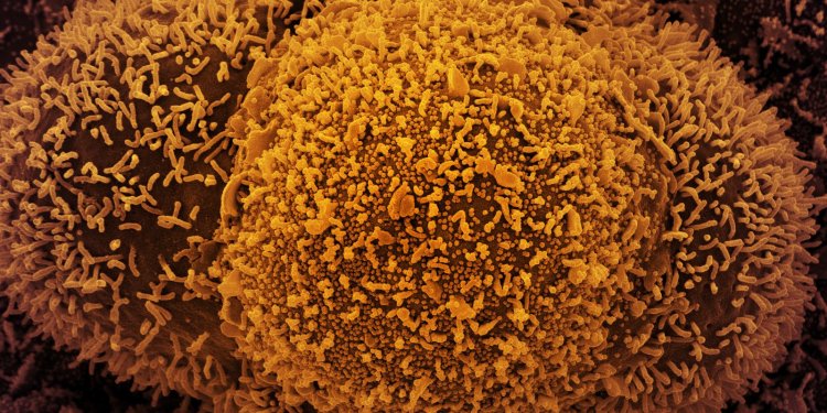 Brasil registra 655,2 mil mortes por covid-19