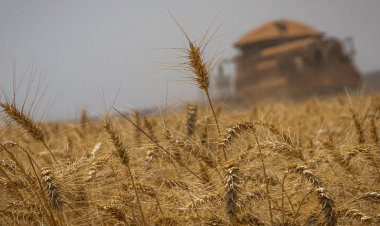 Brasil terá autossuficiência na produção de trigo, diz presidente