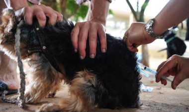 Distrito Federal confirma um caso de raiva humana