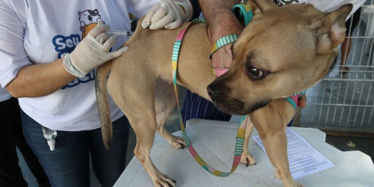 Rio inicia campanha de vacinação antirrábica