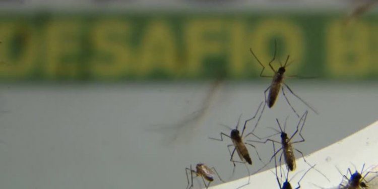 Cambridge reforça eficácia de mosquitos modificados contra doenças