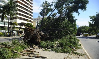 Aprovada proposta que facilita poda de árvores para evitar acidentes