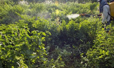 Sem acordo, votação do PL dos Agrotóxicos é adiada para terça-feira