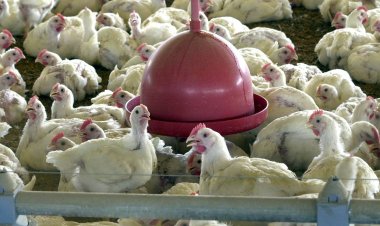 Brasil reforça ações de biossegurança para prevenir gripe aviária