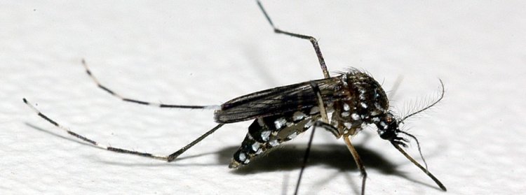 Pesquisa revela nível de infestação do Aedes aegypti em Minas