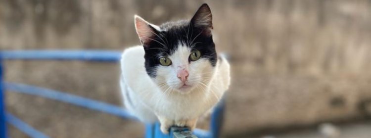 Governo de Minas disponibiliza quatro milhões de doses para vacinação anual antirrábica em cães e gatos