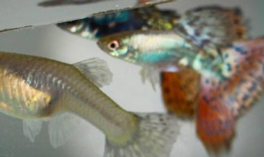 Estado discute regularização ambiental na piscicultura na Zona da Mata