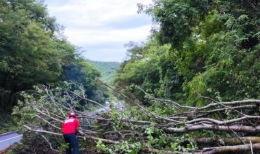 Bombeiros de Minas alertam para riscos de quedas de árvores