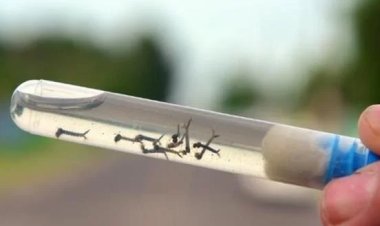 Ubá: Saúde divulga resultado do 4º LirAa de 2023