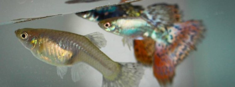 Estado discute regularização ambiental na piscicultura na Zona da Mata