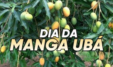 Patrimônio Natural: 13 de dezembro é comemorado o Dia da Manga Ubá