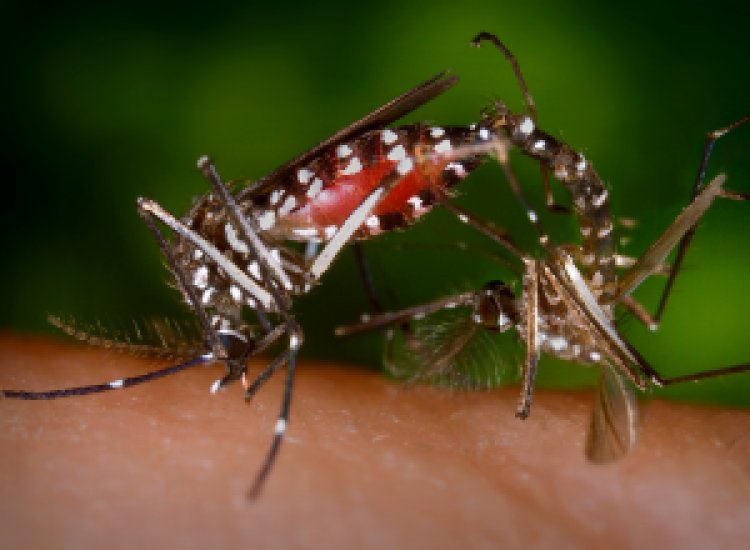 Ubá: Informativo Epidemiológico de Arboviroses 03/2024