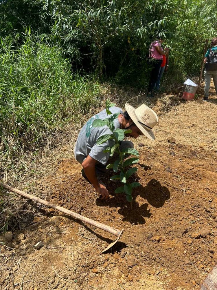 Plantio de árvores frutíferas é realizado em propriedades do PTA