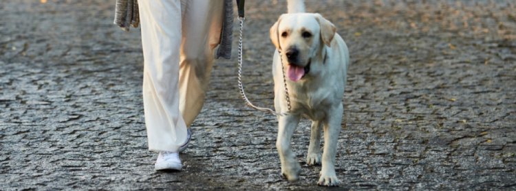 Minas Gerais deu início à campanha anual de vacinação antirrábica