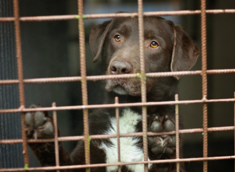 MPMG obtém decisão da Justiça que determina adoção de medidas de proteção aos animais existentes em canil particular, em Carangola