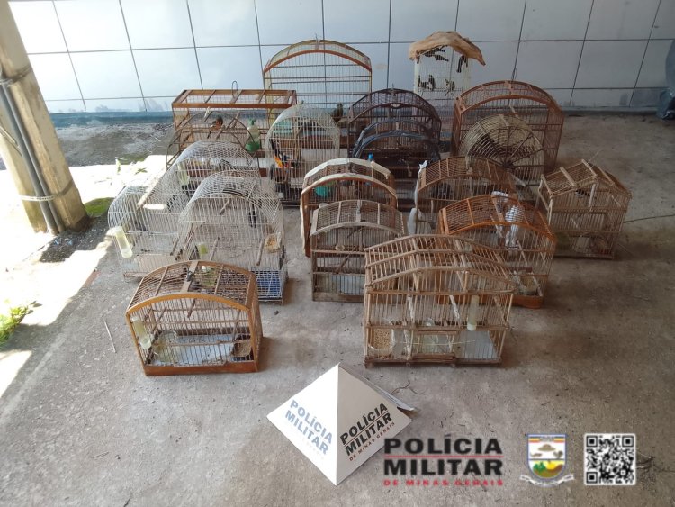 Tocantins: Homem é multado em R$ 60 mil por manter pássaros silvestres em cativeiro