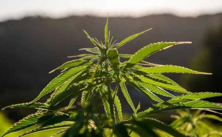 Vereador de Juiz de Fora propõe autorizar distribuição de medicamentos à base de cannabis