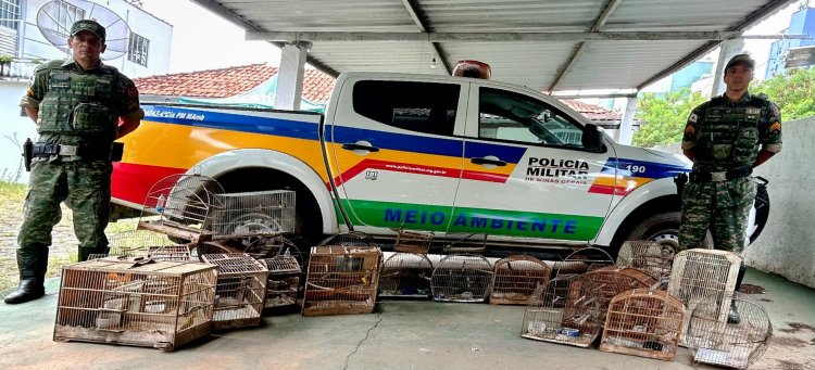 Polícia Militar do Meio Ambiente apreende 27 pássaros silvestres e aplica multa de r$ 50 mil em Viçosa