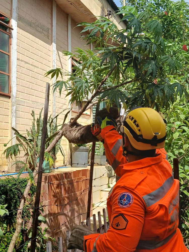 2ª Companhia de Bombeiros realizam captura de animal silvestre em Ubá