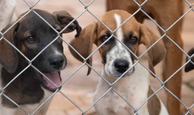 Governo de Minas intensifica ações no Abril Laranja para prevenir crueldade contra animais domésticos