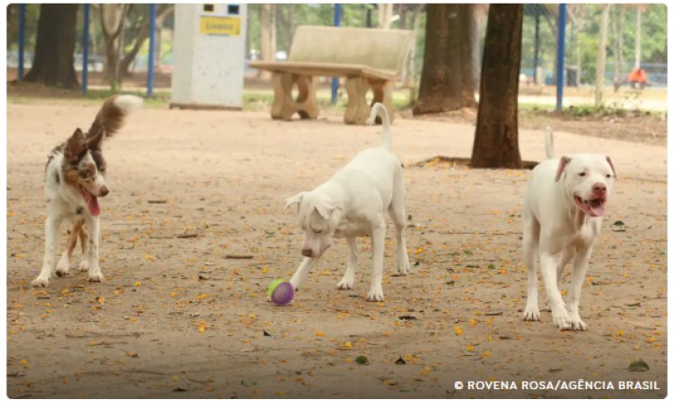 Saiba como funciona o SinPatinhas, novo RG Animal para cães e gatos
