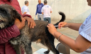 Minas Gerais dá início à campanha de vacinação contra a raiva em cães e gatos