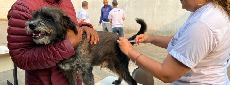 Minas Gerais dá início à campanha de vacinação contra a raiva em cães e gatos