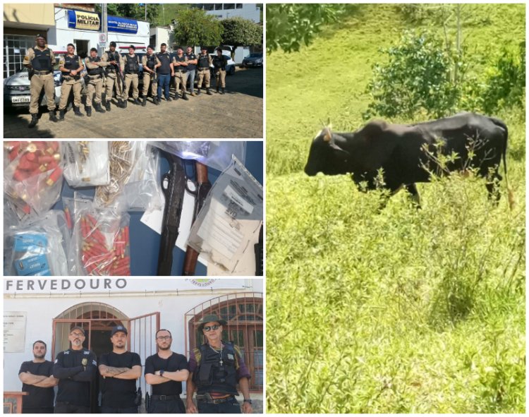 Cerca de 150 cabeças de gado e 700 munições são apreendidas na Zona da Mata