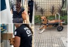 Polícia Civil resgata cadela paraplégica durante enchentes em Ubá