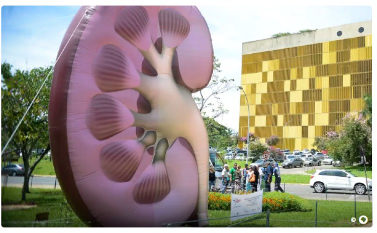 Dia Mundial do Rim: doenças renais são silenciosas e exigem atenção